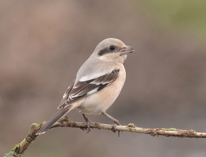 Steppe Grey Shrike