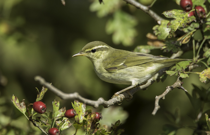 Arctic Warbler