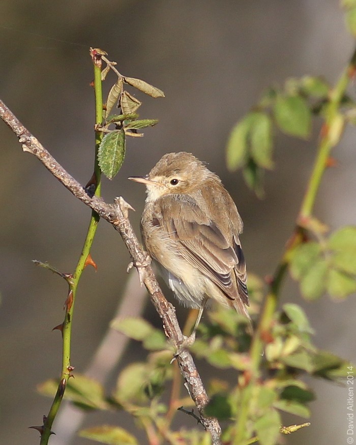 Booted Warbler
