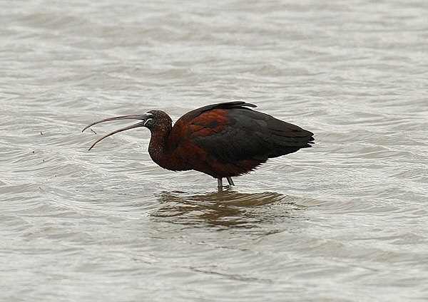 Glossy Ibis