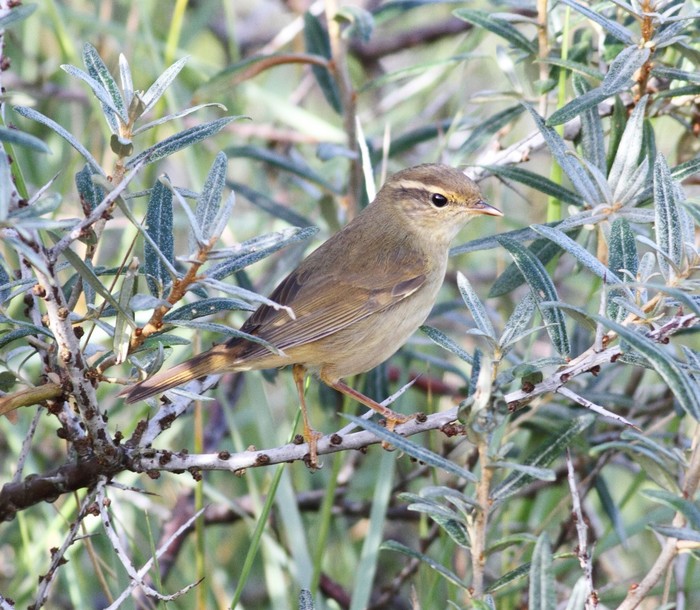 Radde's Warbler