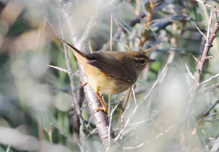Radde's Warbler