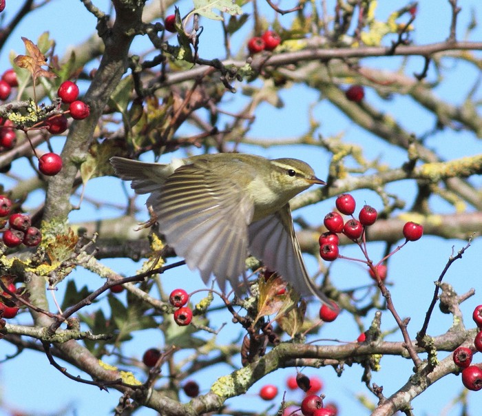 Arctic Warbler