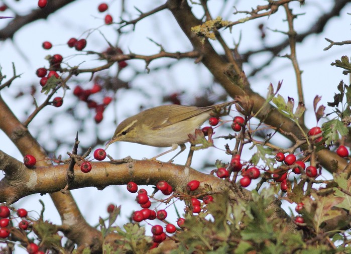 Arctic Warbler
