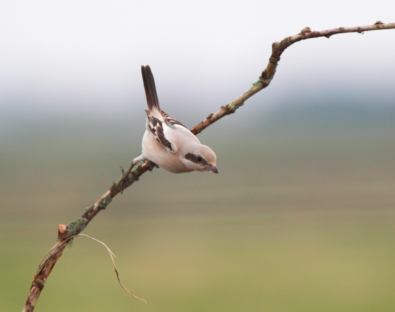 Steppe Grey Shrike
