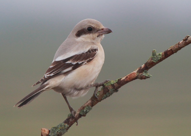 Steppe Grey Shrike