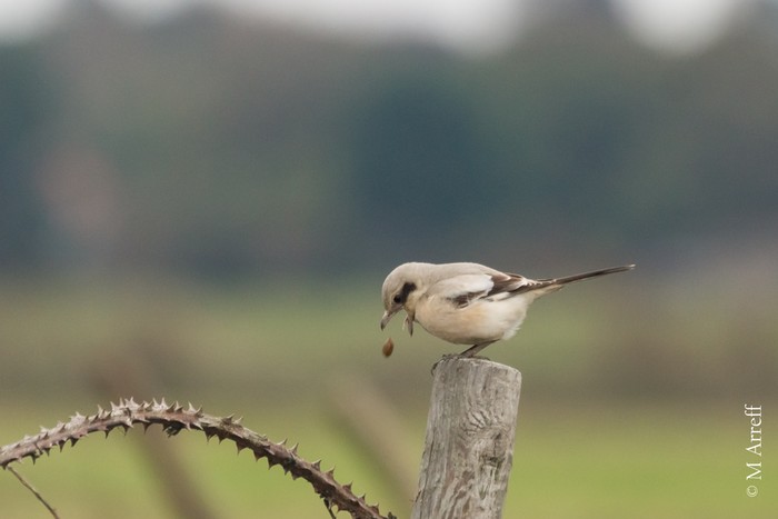 Steppe Grey Shrike