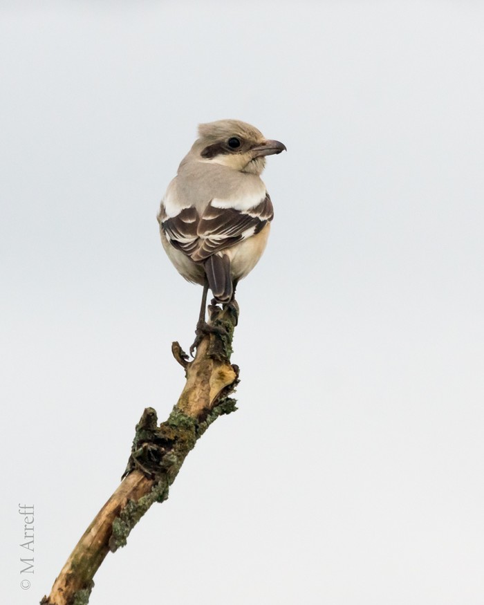 Steppe Grey Shrike