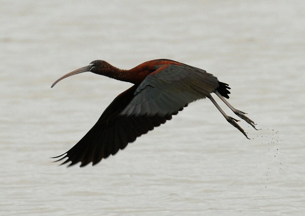 Glossy Ibis