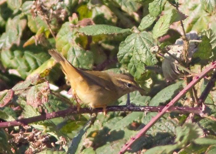 Radde's Warbler