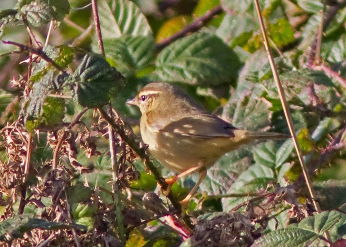 Radde's Warbler