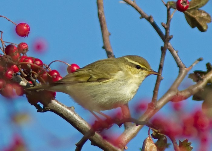 Arctic Warbler