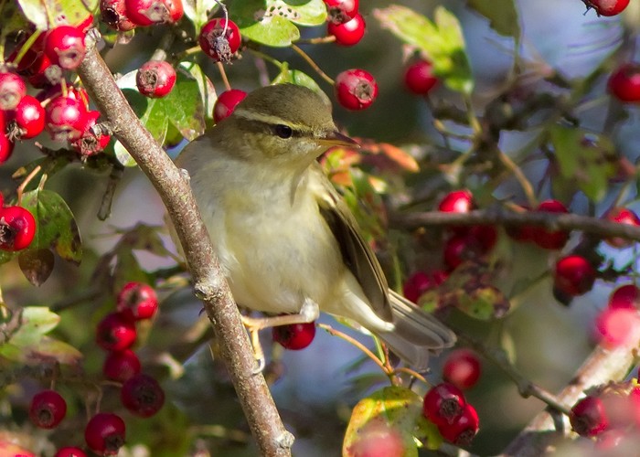 Arctic Warbler
