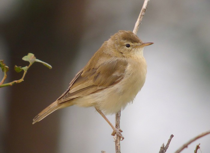 Booted Warbler