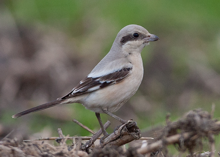 Steppe Grey Shrike
