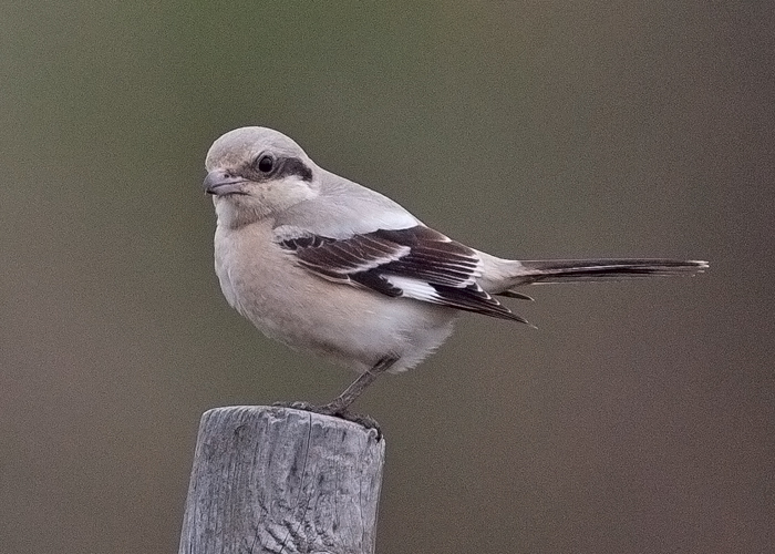 Steppe Grey Shrike
