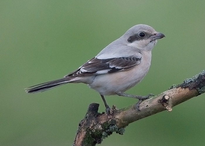 Steppe Grey Shrike