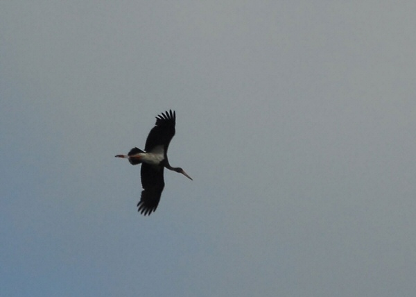 Black Stork