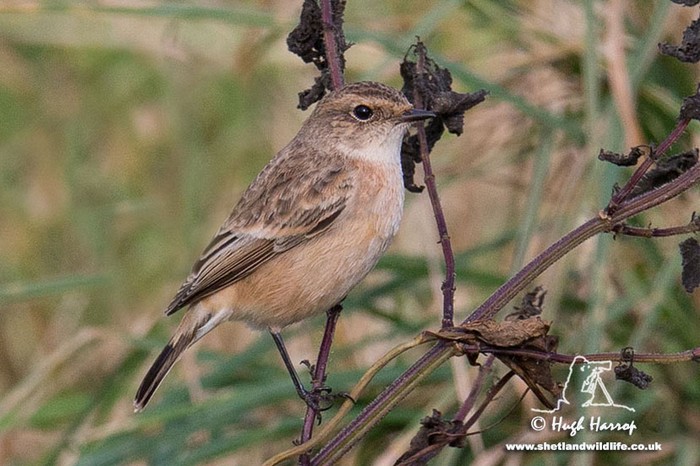 Siberian Stonechat