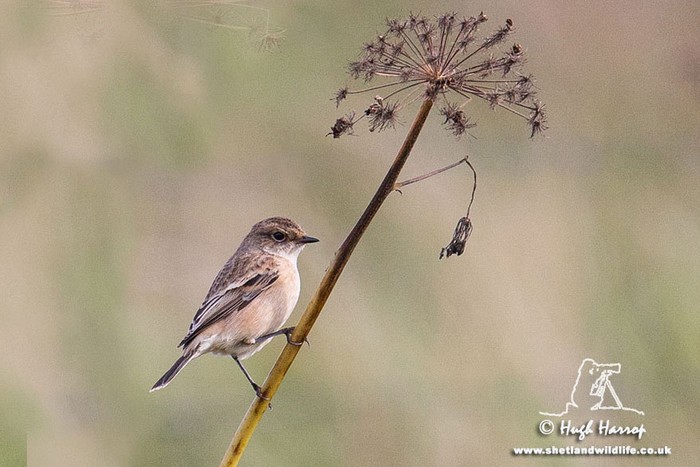Siberian Stonechat