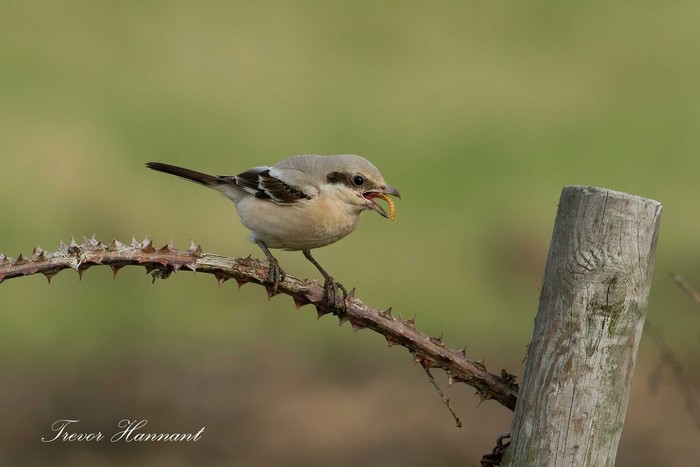 Steppe Grey Shrike