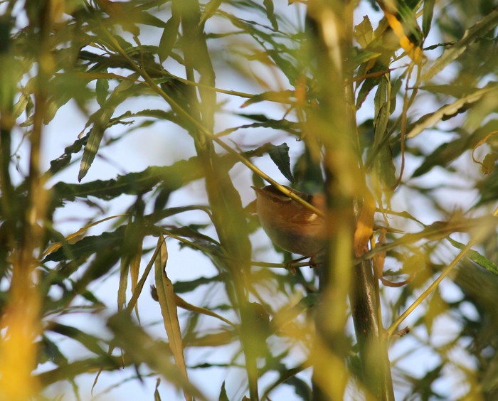 Yellow-browed Warbler