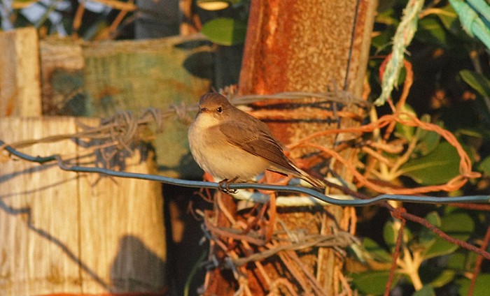 Red-breasted Flycatcher