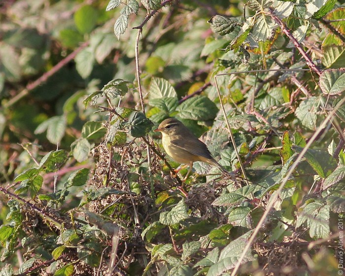 Radde's Warbler