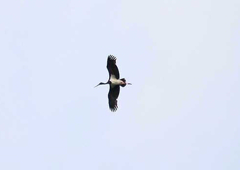 Black Stork
