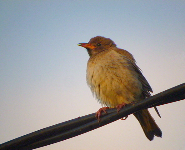 Rose-coloured Starling