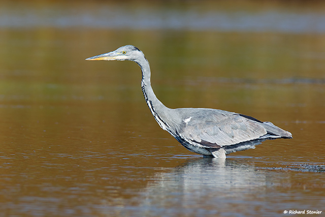 Grey Heron