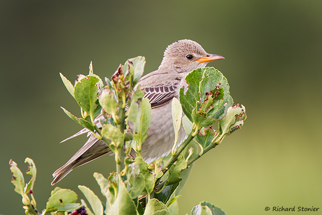 Rose-coloured Starling