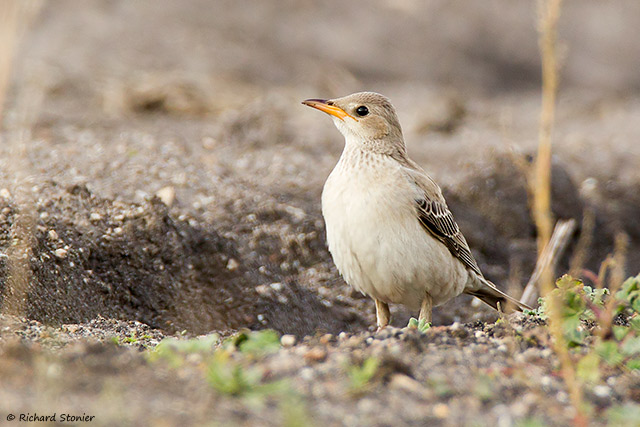 Rose-coloured Starling
