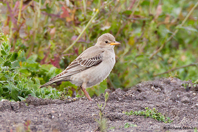 Rose-coloured Starling
