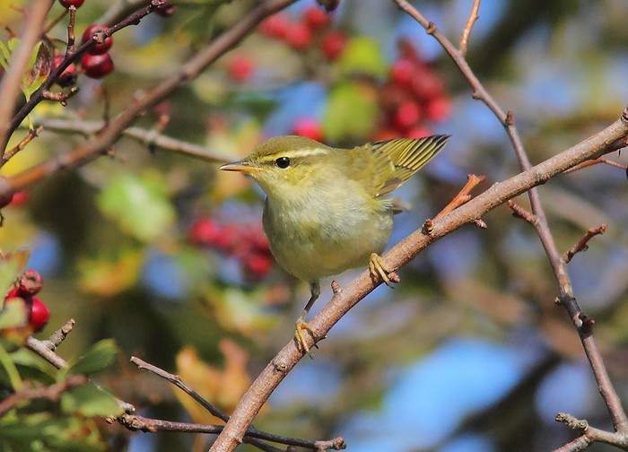 Arctic Warbler