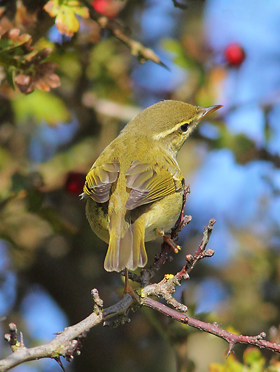 Arctic Warbler