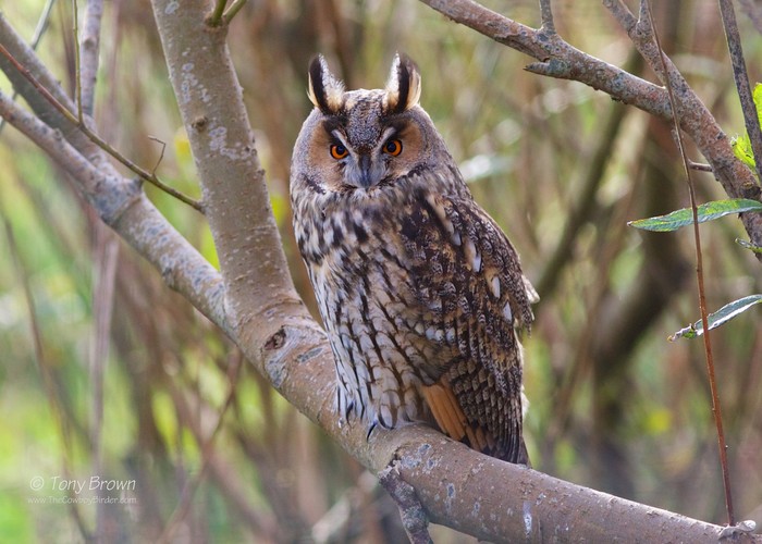 Long-eared Owl