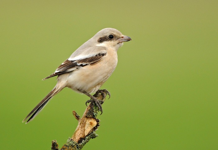 Steppe Grey Shrike