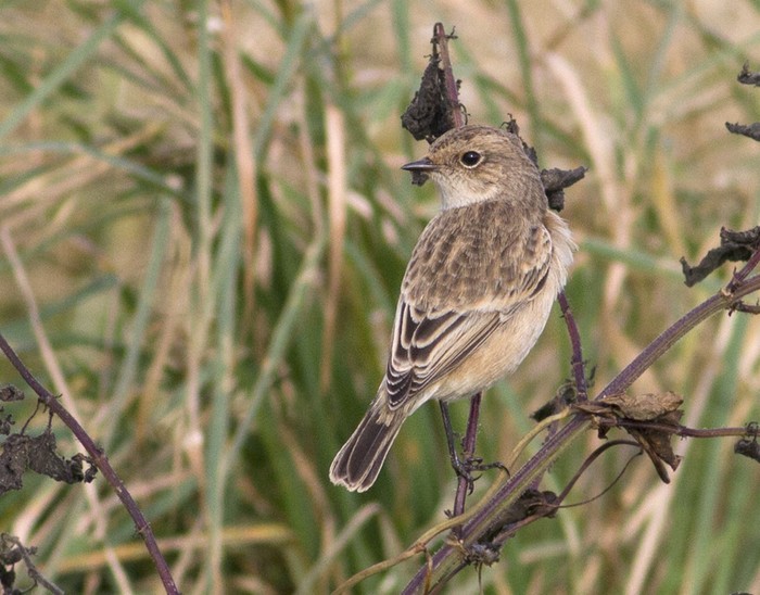 Siberian Stonechat