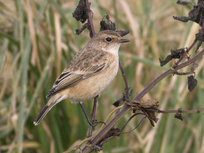 Siberian Stonechat