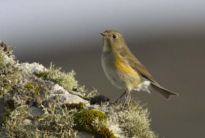 Red-flanked Bluetail