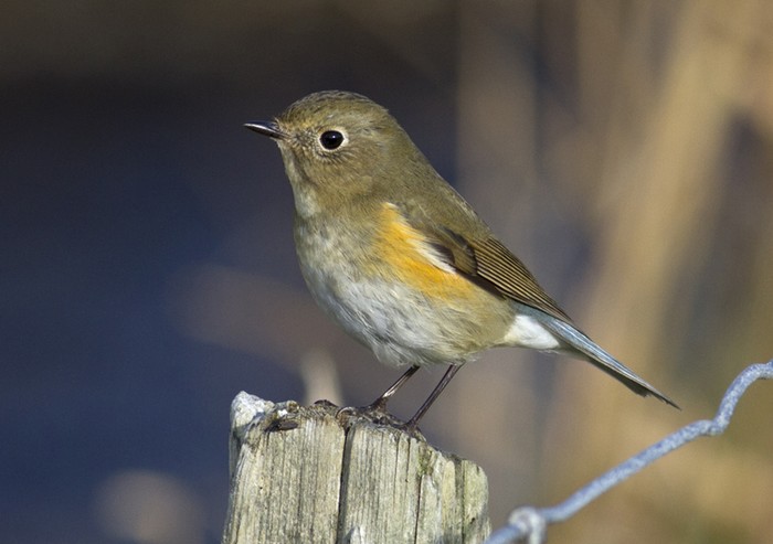 Red-flanked Bluetail