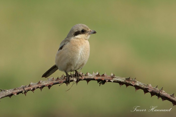 Steppe Grey Shrike