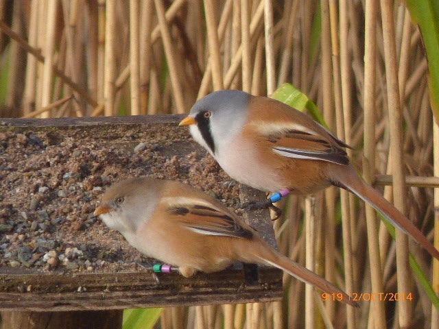 Bearded Tit