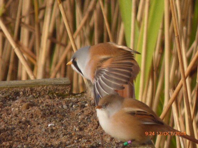Bearded Tit