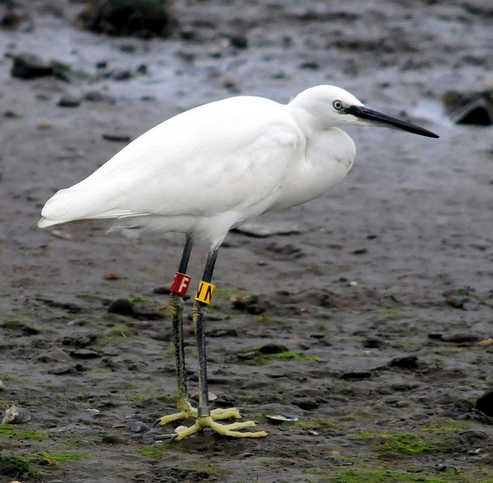Little Egret