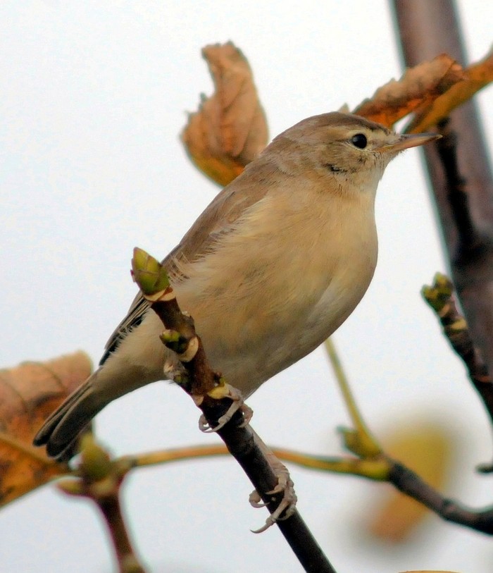 Booted Warbler