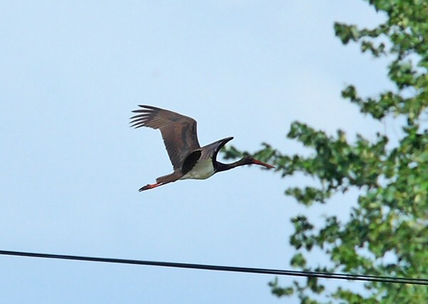 Black Stork