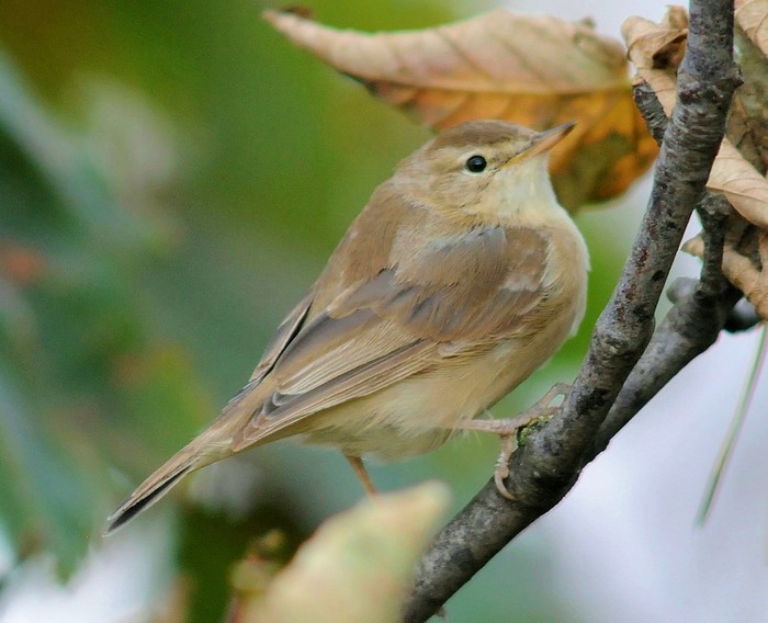 Booted Warbler