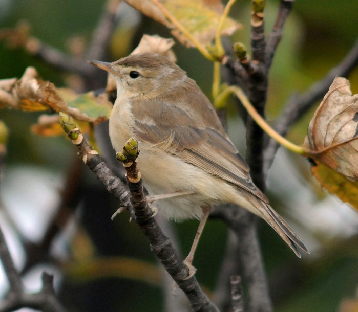 Booted Warbler